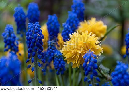 Yellow-blue Flowers, Symbol Of Ukraine, Grape Hyacinths ,it's Spring, Blue Muscari