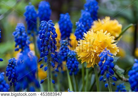 Yellow-blue Flowers, Symbol Of Ukraine, Grape Hyacinths ,it's Spring, Blue Muscari