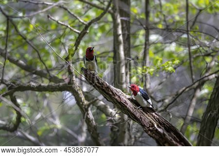 Red-headed Woodpecker (melanerpes Erythrocephalus)   Birds In Spring In The Park During Nesting