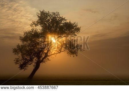 Tree In A Misty Landscape Near Wijngaarden