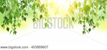 Spring Forest Sunrise. Birch Trees In A Summer Forest Under Bright Sun. A Flowering Birch Tree On A 