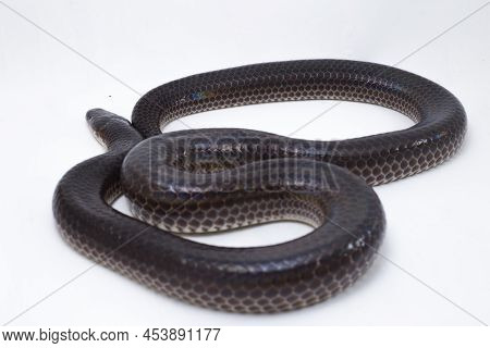 Xenopeltis Unicolor Sunbeam Snake Isolated On White Background