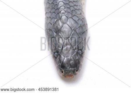 Xenopeltis Unicolor Sunbeam Snake Shedding It\\\'s Skin Isolated On White Background