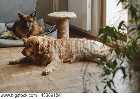 Two Dogs Resting On The Floor Pets Friends At Home Waiting For Human. Big Dogs Golden Retriever, Ger
