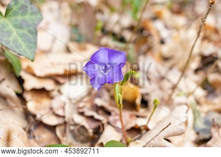 Vinca Minor. Periwinkle, Dwarf Periwinkle, Small Periwinkle, Common Periwinkle. Is A Species Of Flow