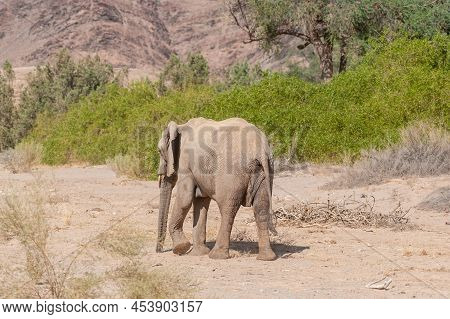 Impression Of An African Desert Elephant - Loxodonta Africana- Wandering In The Desert In North West