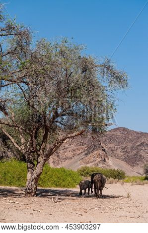 Wide Angle Shot Of An Adult African Desert Elephant - Loxodonta Africana- And Her Calf Wandering In 