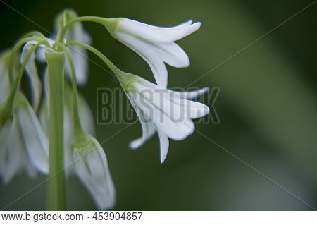 Close Up Of A Three Cornered Leek Allium Triquetrum Flower In Bloom