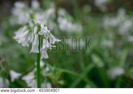Close Up Of A Three Cornered Leek Allium Triquetrum Flower In Bloom