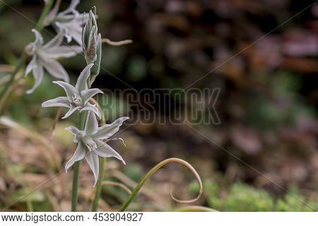 Close Up Of A Three Cornered Leek Allium Triquetrum Flower In Bloom