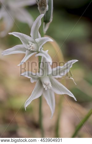 Close Up Of A Three Cornered Leek Allium Triquetrum Flower In Bloom