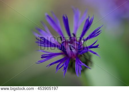 Cyanus Montanus, Blue Cyanus Montanus Flowers In The Garden