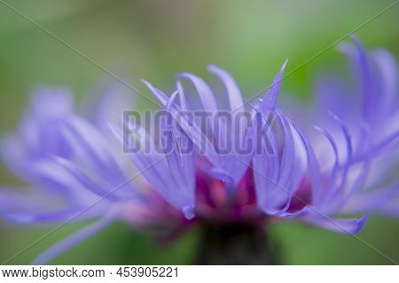 Cyanus Montanus, Blue Cyanus Montanus Flowers In The Garden