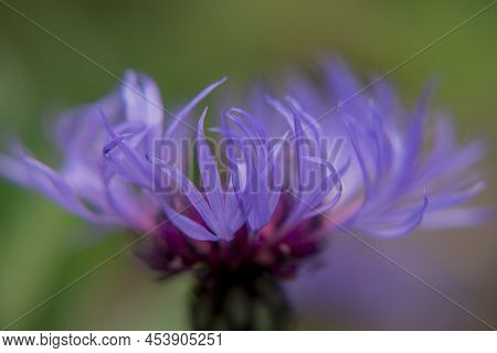 Cyanus Montanus, Blue Cyanus Montanus Flowers In The Garden
