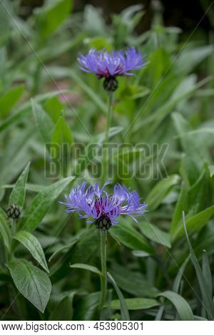 Cyanus Montanus, Blue Cyanus Montanus Flowers In The Garden
