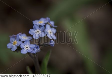 Macro Close-up Photo Of Purple Flower Pentaglottis Sempervirens.