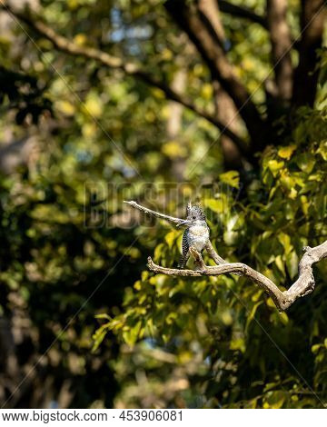 Crested Kingfisher Or Megaceryle Lugubris Large Size Bird Portrait Or Closeup In Natural Green Backg