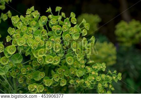 Wild Flower Plant In Nature Latin Name: Euphorbia Helioscopia