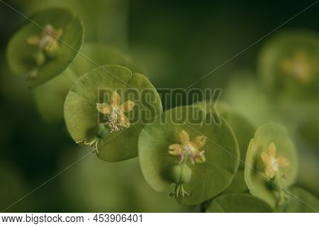 Wild Flower Plant In Nature Latin Name: Euphorbia Helioscopia