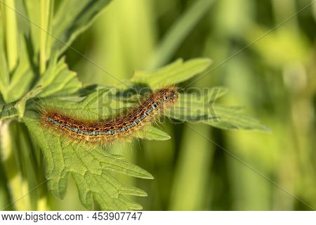 The Caterpillar Of Malacosoma Castrense, Ground Lackey Feeding On Green Leaves