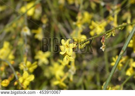 Winter Jasmine Branches With Yellow Flowers In The Garden