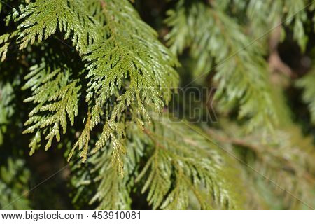 Western Red Cedar Branches In The Spring