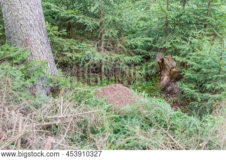 Image Of A Anthill In A Forest, Austria