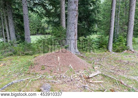 Image Of A Anthill In A Forest, Austria