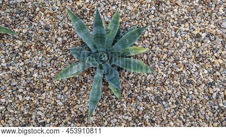 A Plant Of Green Color With Sharp Leaves And Thorns Against The Background Of Many Small Pebbles Spr