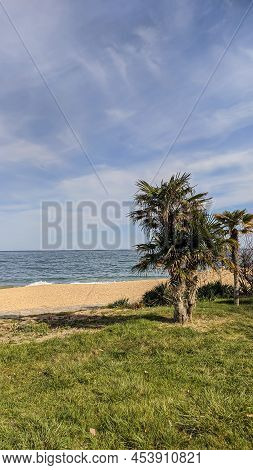 Low Palm Trees On The Beach Of The Resort Town Next To The Sand Beach The Sea And Green Fresh Grass 