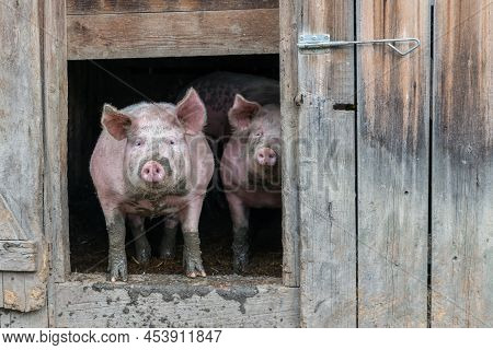 Image Of Pig At An Old Hog House