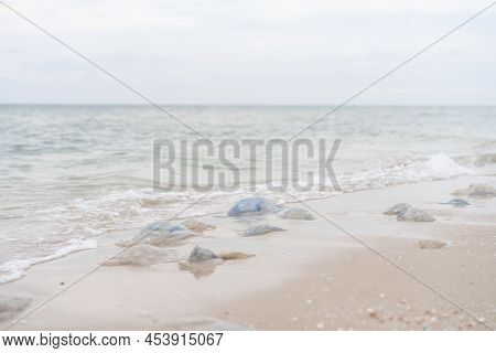 Many Dead Jellyfish On Sea Beach Shallow Water Cornerot And Aurelia Jellyfish On The Sandy Shore And