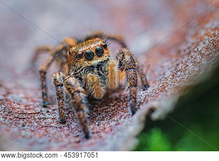 Spider Portrait, Jumping Spider Portrait - Pellenes Tripunctatus