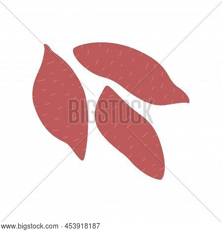 Sweet Yam Kind Of Potato. Vector Illustration Isolated On White Background. Hand Drawn Clipart Of Ba