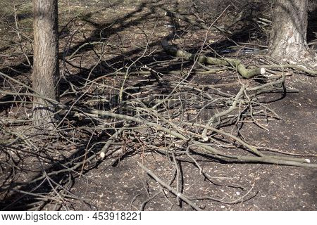 Sawn Tree Branches Lying On The Ground