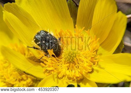 Oxythyrea Funesta On Blooming Adonis Flower, Spring Background, Honey Bee Pollinating Wild Yellow Fl