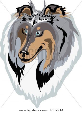Ilustración de Blue-merle Rough Collie