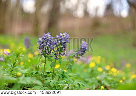 First Spring Flowers In A Forest. Fumewort, Corydalis Solida Blooming In May