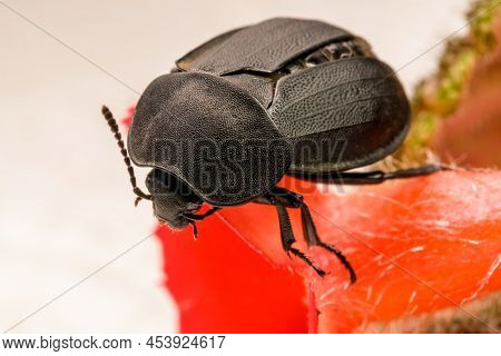 Insect Beetle Darkling Close-up On A Red Flower Macro Photography
