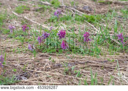Early Spring Forest Flower Purple Crested Blooms In A Clearing.