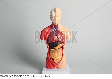 Human Anatomy Mannequin Showing Internal Organs On Grey Background
