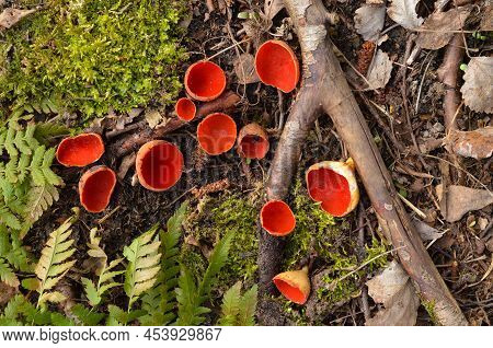 Scarlet Elf Cup Fungi. Spring Edible Mushroom - Sarcoscypha Austriaca Or Sarcoscypha Coccinea.