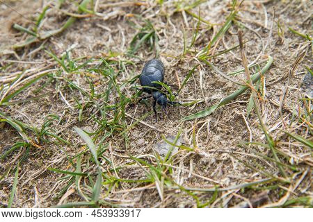 Violet Oil Beetle (meloe Violaceus) In Early Spring