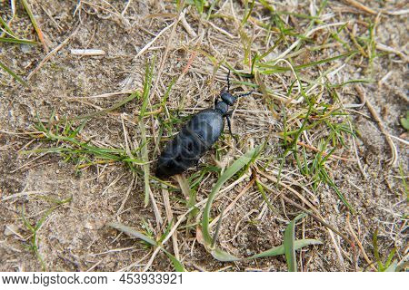 Violet Oil Beetle (meloe Violaceus) In Early Spring