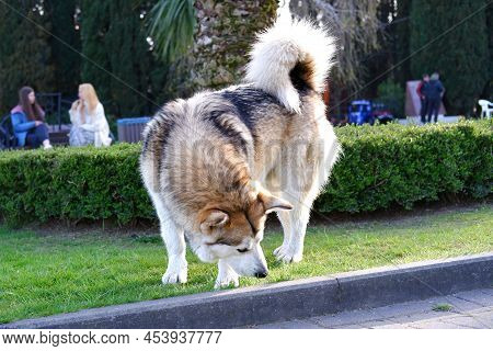 A Stray Dog Walks In The Park
