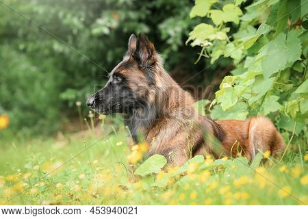 Belgian Shepherd Tervueren Fawn Charbone Position Lying In The Grass Awaits The Order Of His Master 
