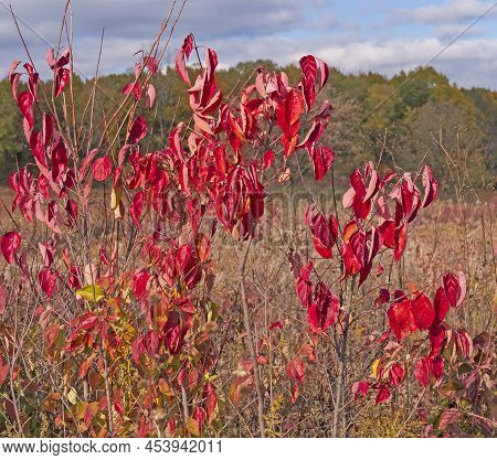 Colorful Leaves On A Prairie Bush In The Fall In Crabtree Nature Preserve In Illinois