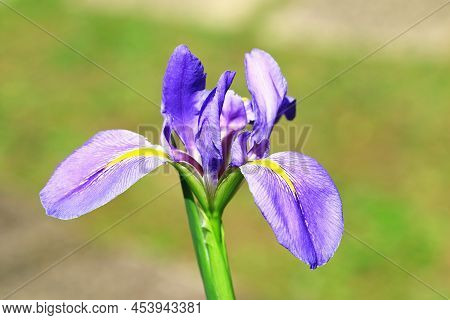 View Of Iris(flag,gladdon,fleur-de-lis) Flower,close-up Of Beautiful Blue With Yellow Flower Bloomin