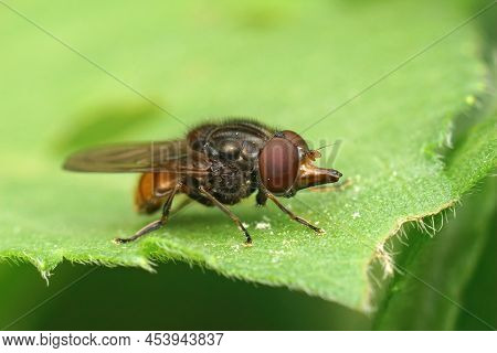 Detailed Closeup On A Red Colored Common Snout Fly , Rhingia Campestris Sitting On A Green Leaf In T