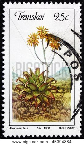 Estampilla Transkei, Sudáfrica 1986 jabón Aloe